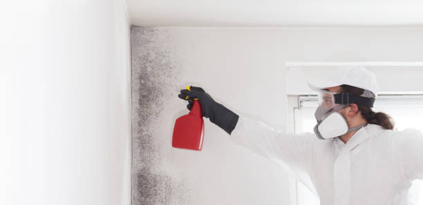 Crawl Space Mold Removal in Crooksville, OH