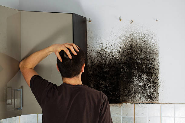 Best Home Mold Removal  in Crooksville, OH